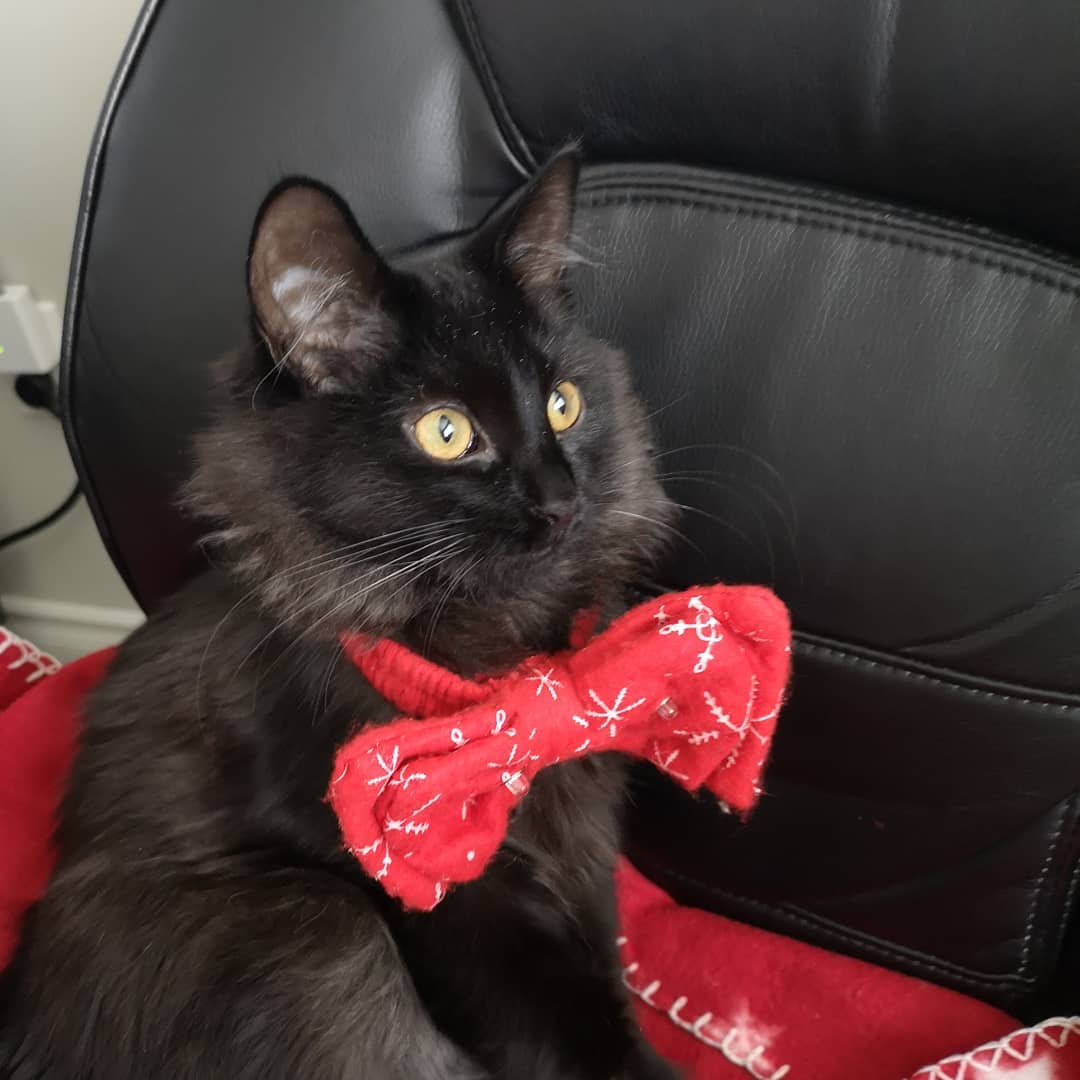Vader, a fluffy long-haired black cat with golden eyes, lying on a red blanket.